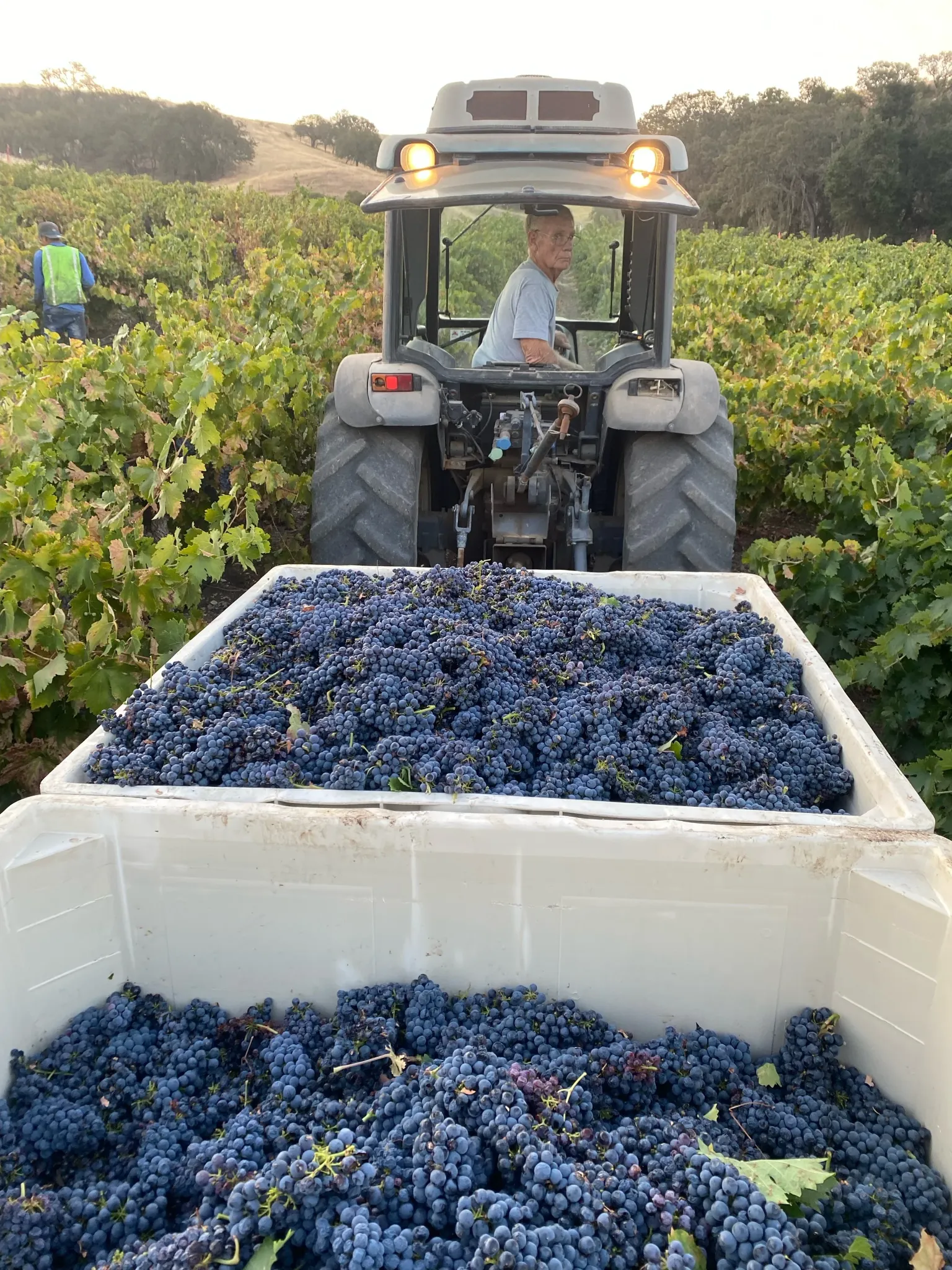 Harvest at the Klintworth vineyard