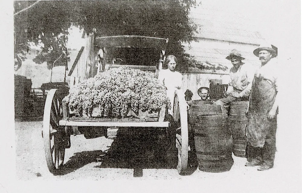 Klintworth family with harvested grapes, 1913