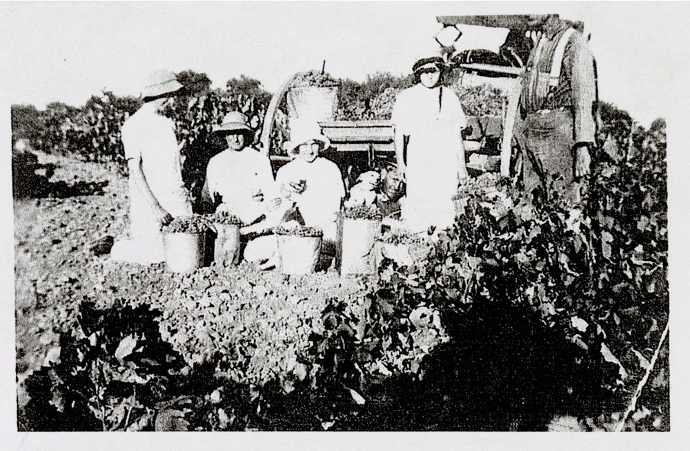 Emma, Chris and Gerd Klintworth in the vineyard