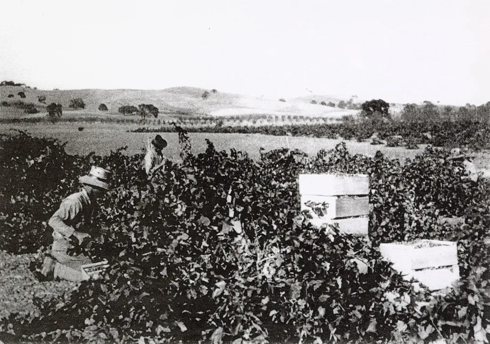 Klintworth Vineyard and Winery established 1886, shown in 1900