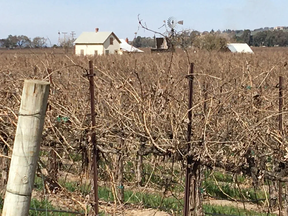 Klintworth family vineyard in Templeton