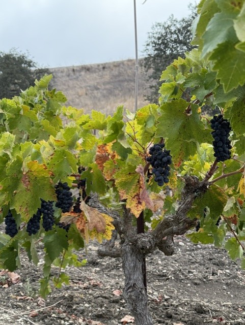 Zinfandel vines at the Klintworth family vineyard